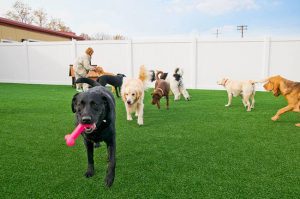 Is K9Grass Right for You?