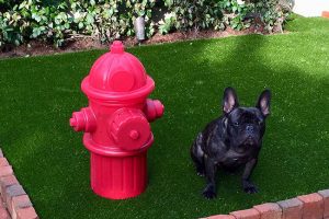 K9Grass: The Perfect Pawsome Solution for Happy Dogs