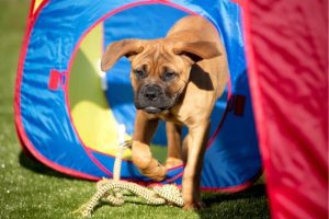 Enjoy a Bark-Worthy Backyard: Three Benefits of Pet-Friendly Grass