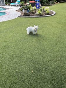 Dog Friendly Turf: Key Elements